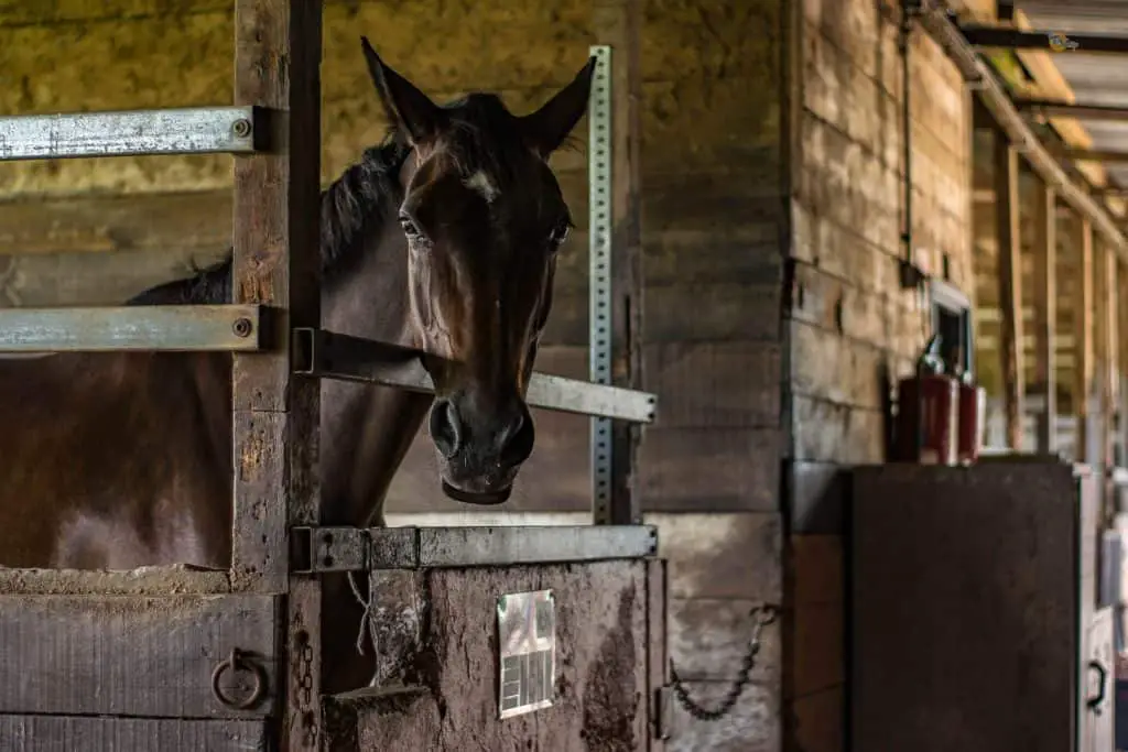 horse in barn