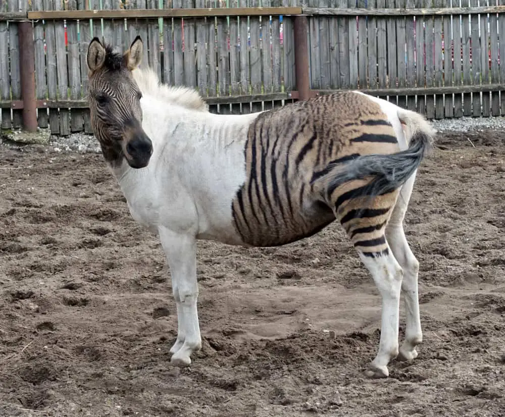 zebra horse breed