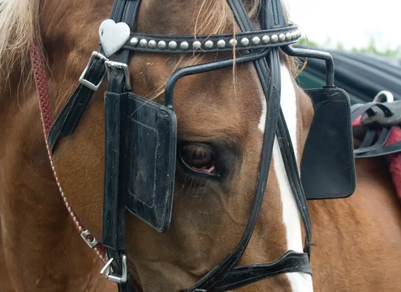 Why do horses wear blinders? – Horse Tack Database
