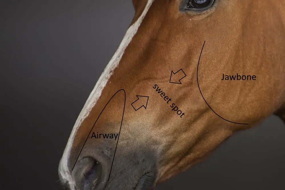 What Is A Halter Horse Tack Database parts-of-a-halter-horse-riding-tips-horse-camp-horse-lessons